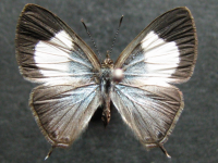 Erysichton lineata lineata - Adult